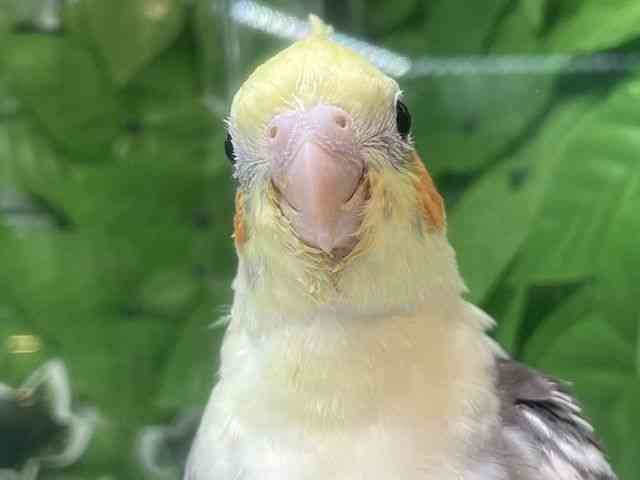 
                    オカメインコ