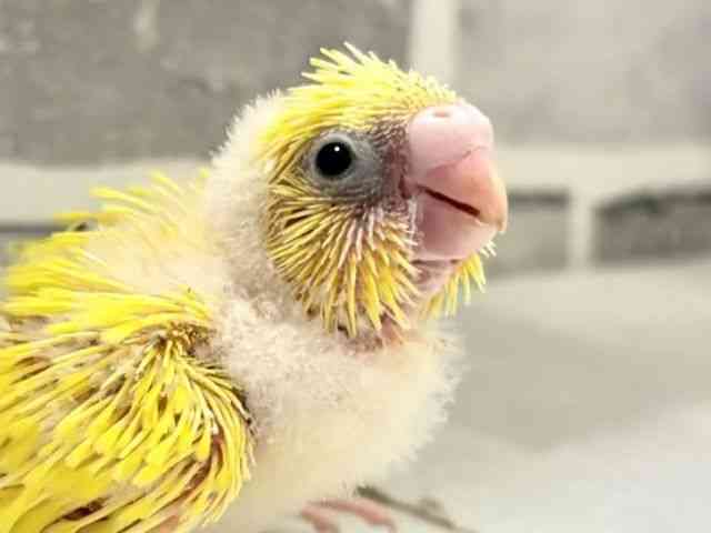 
                    セキセイインコ
