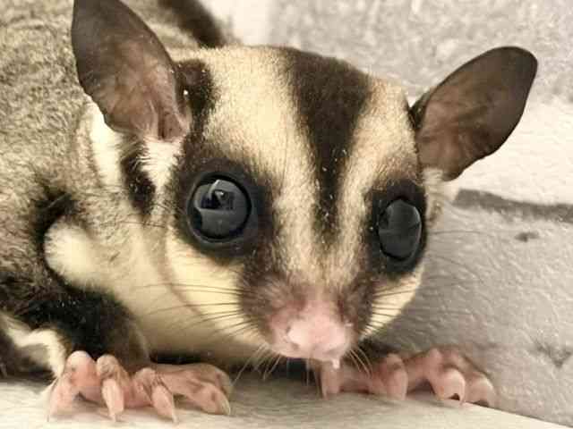 
                    フクロモモンガ