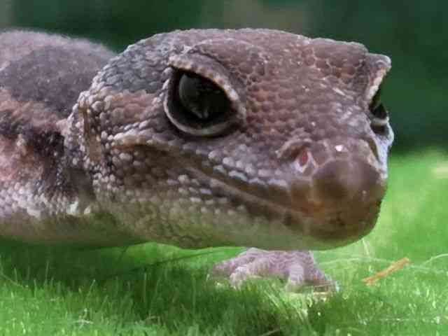 ニシアフリカトカゲモドキ