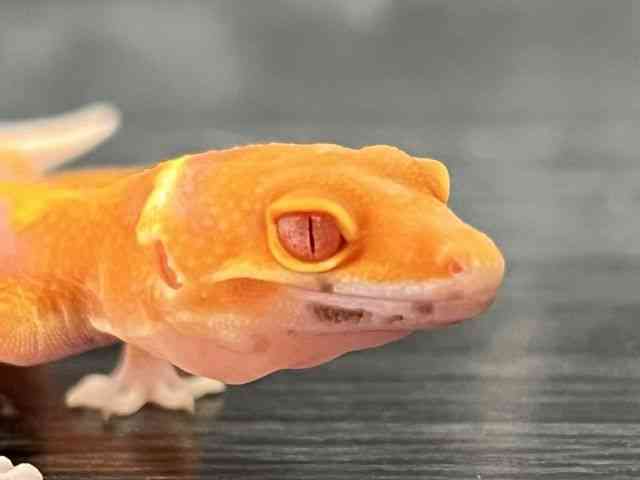 ヒョウモントカゲモドキ