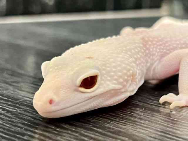 ヒョウモントカゲモドキ