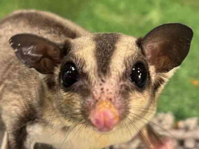 
                    フクロモモンガ