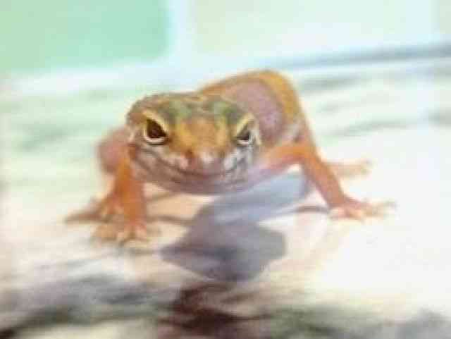 ヒョウモントカゲモドキ