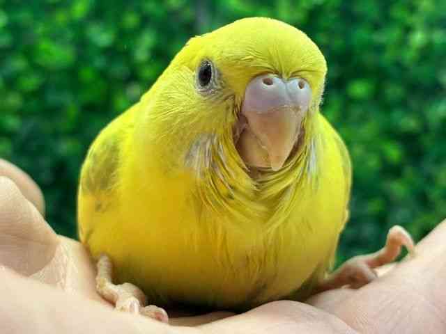 
                    セキセイインコ