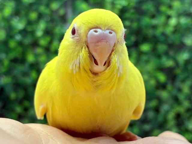 
                    セキセイインコ