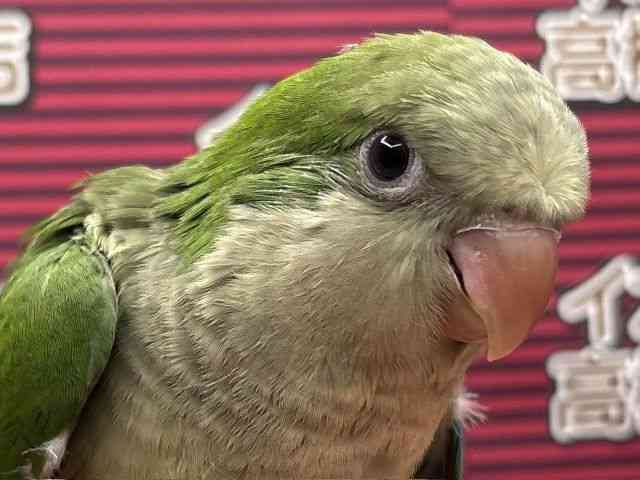 
                    オキナインコ