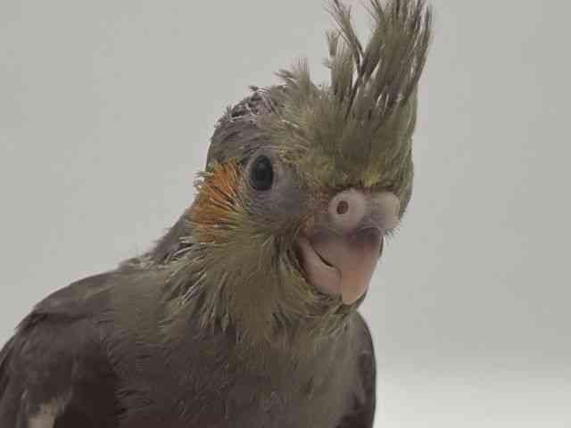 
                    オカメインコ