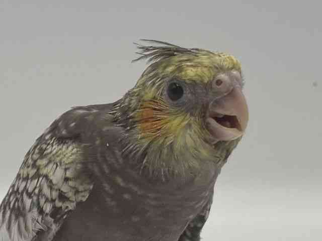 
                    オカメインコ