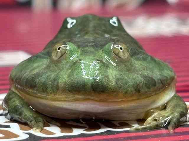 バジェットガエル
