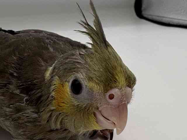 
                    オカメインコ