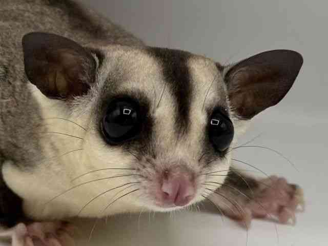 
                    フクロモモンガ