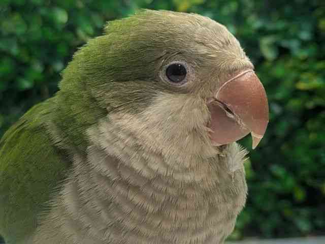 
                    オキナインコ