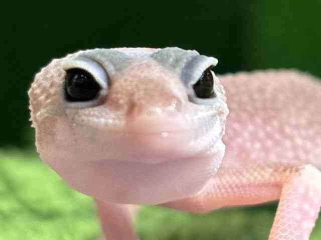 ヒョウモントカゲモドキ