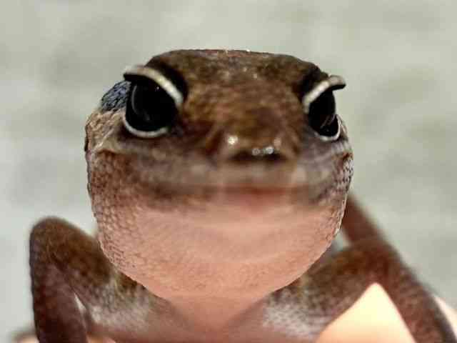 ニシアフリカトカゲモドキ