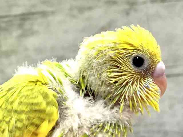 
                    セキセイインコ