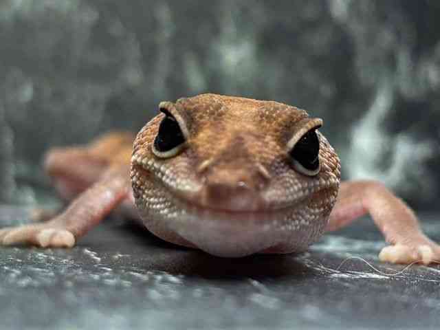 ニシアフリカトカゲモドキ