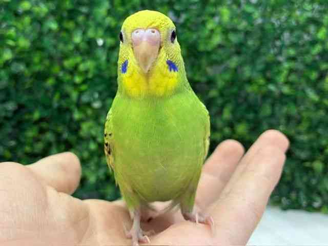 
                    セキセイインコ