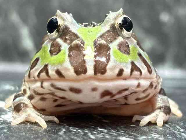 クランウェルツノガエル