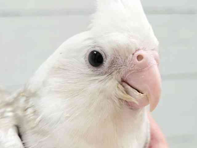
                    オカメインコ