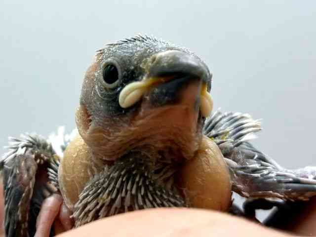 
                    ブンチョウ