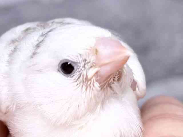 
                    キンカチョウ