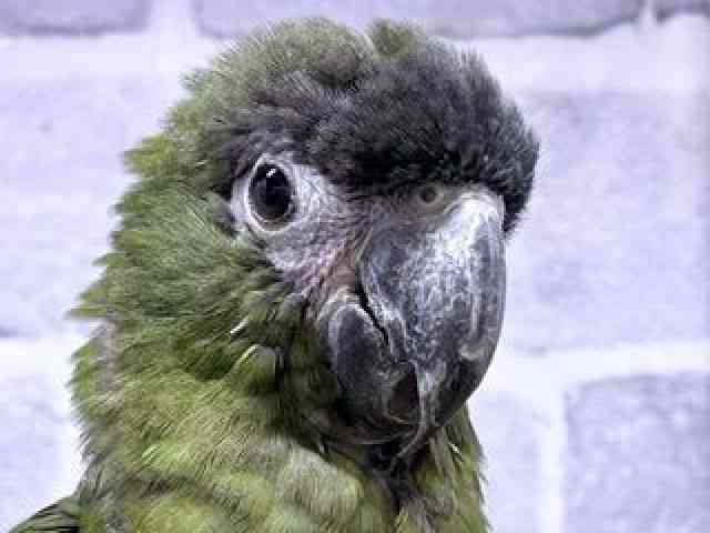 
                    コミドリコンゴウインコ