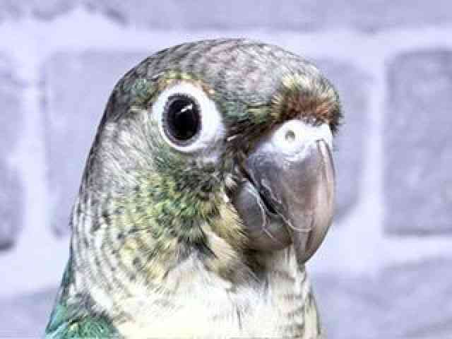 
                    ワキコガネイロウロコインコ