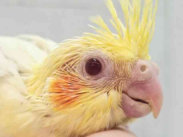 
                    オカメインコ