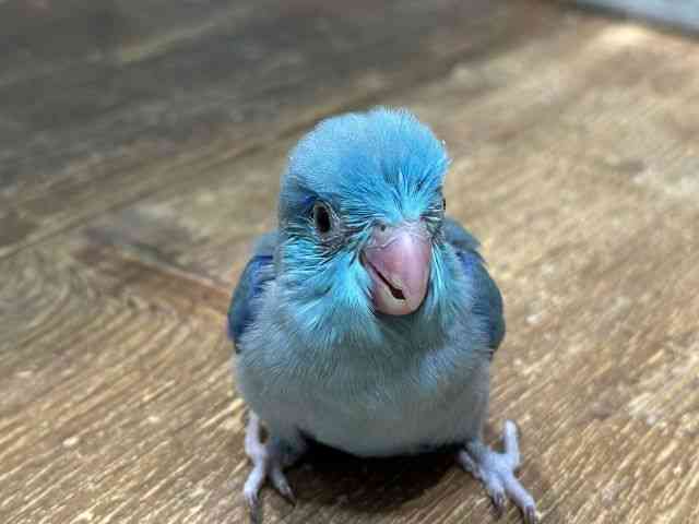 
                    マメルリハ