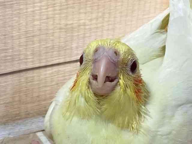 
                    オカメインコ