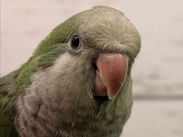 
                    オキナインコ