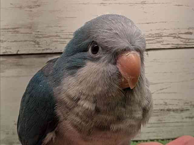 
                    オキナインコ