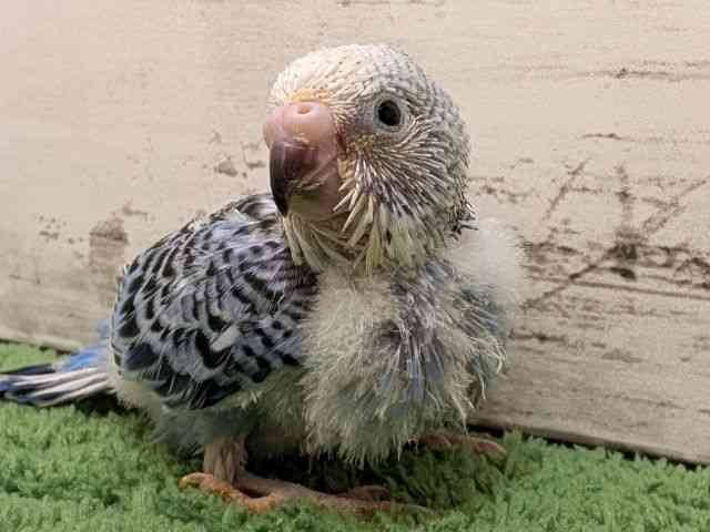 
                    セキセイインコ
