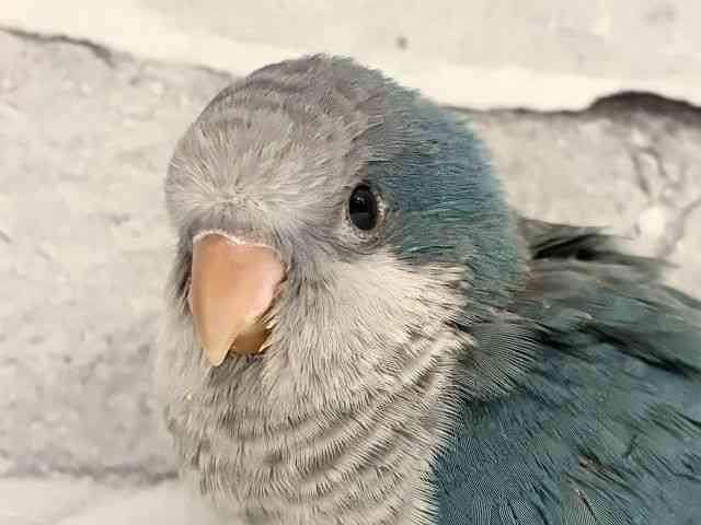 
                    オキナインコ