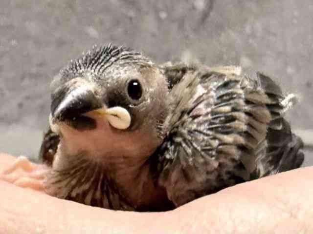 
                    ブンチョウ