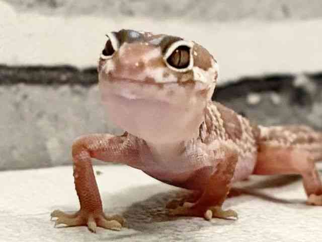 ヒョウモントカゲモドキ