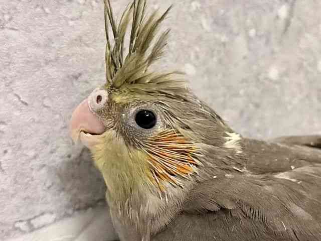 
                    オカメインコ