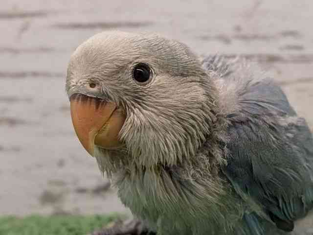 
                    コザクラインコ