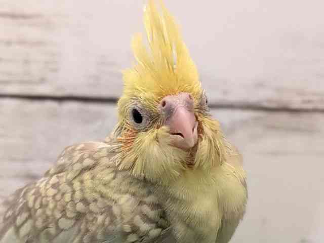 
                    オカメインコ
