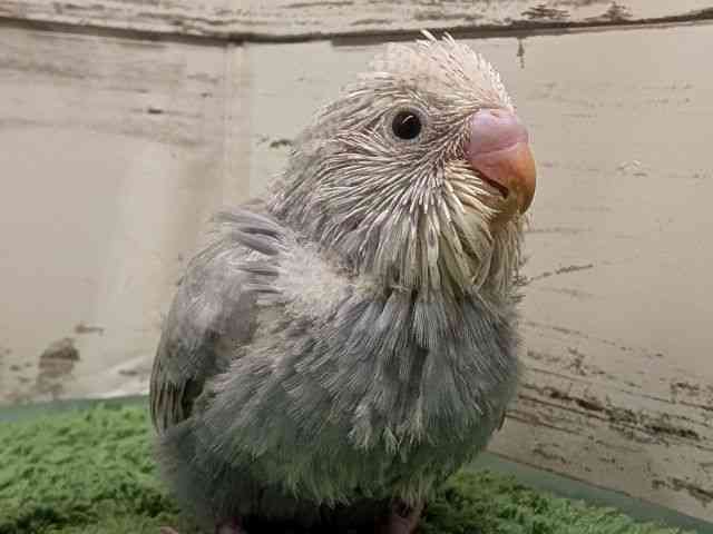 
                    セキセイインコ