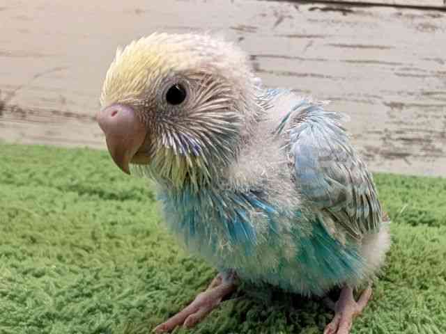 
                    セキセイインコ