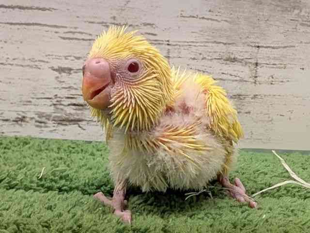 
                    セキセイインコ