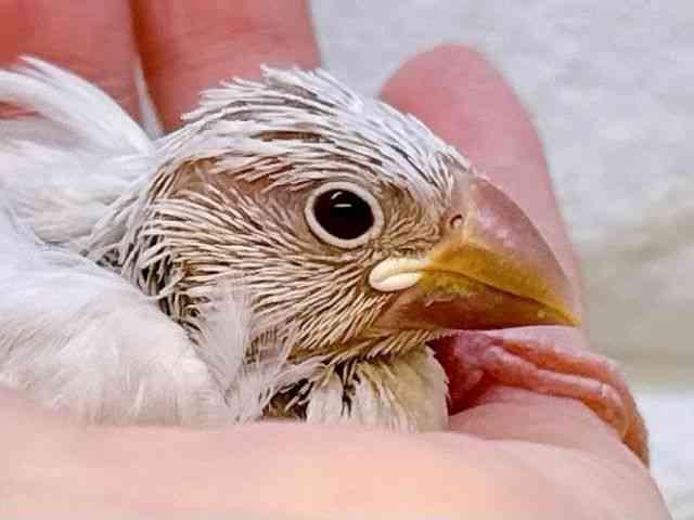 pet image