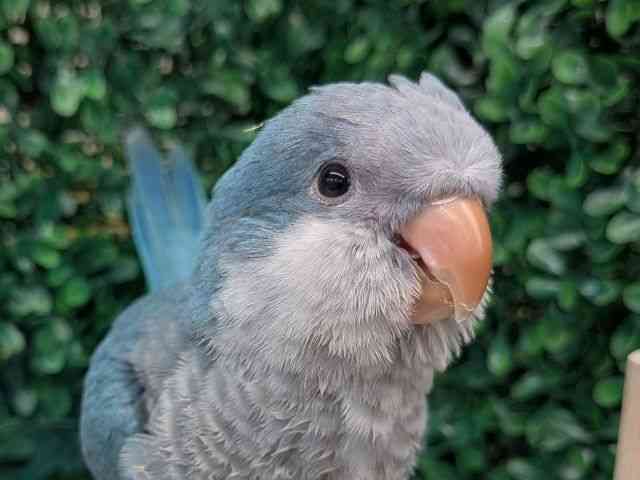 pet image