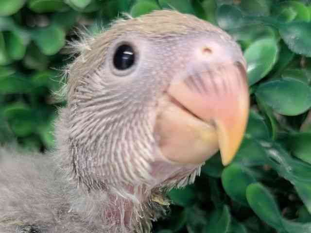 pet image
