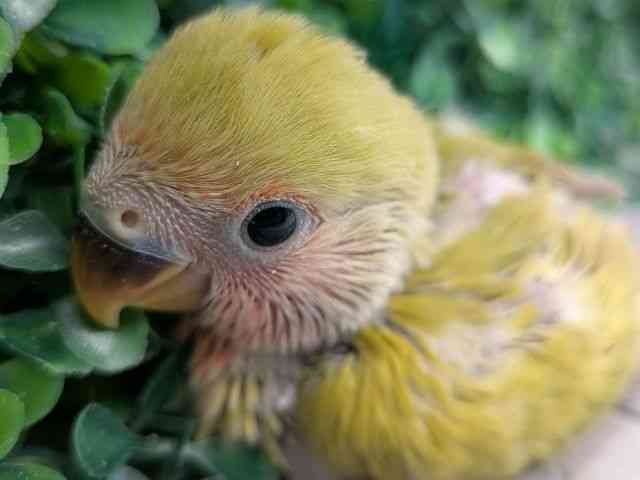 pet image