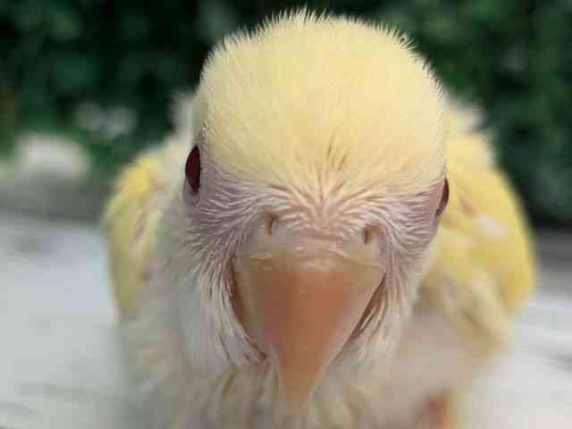 pet image