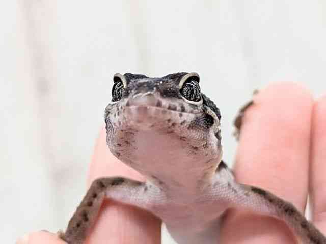ヒョウモントカゲモドキ