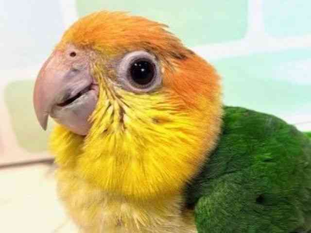 pet image